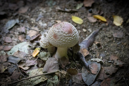 Shaggy parasol fungus on the forest floor