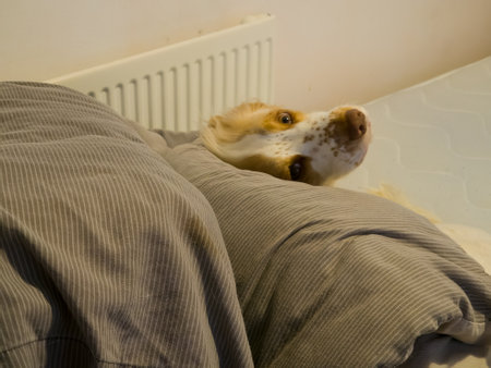 Spaniel looking up from under a screwed up duvet on a bed.の写真素材