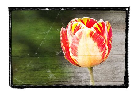 Tulipの写真素材