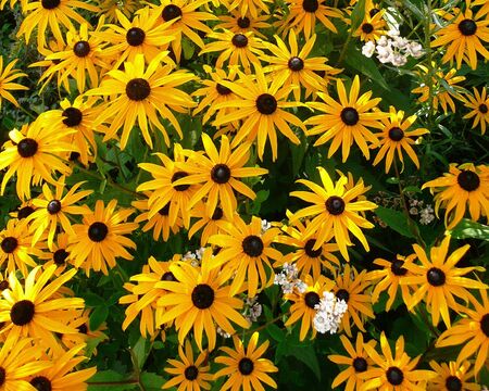 Flowerの写真素材