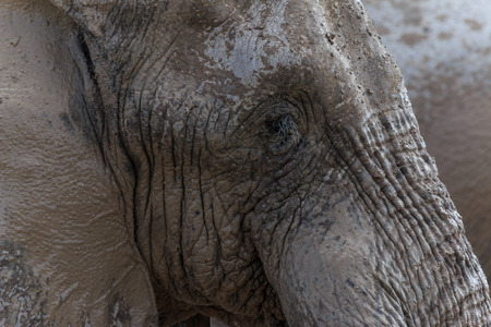 Close-up of an elephants face  Another elephant in the back creates a totally gray image の写真素材