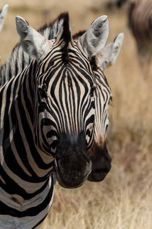 Two curious zebra heads up close の写真素材