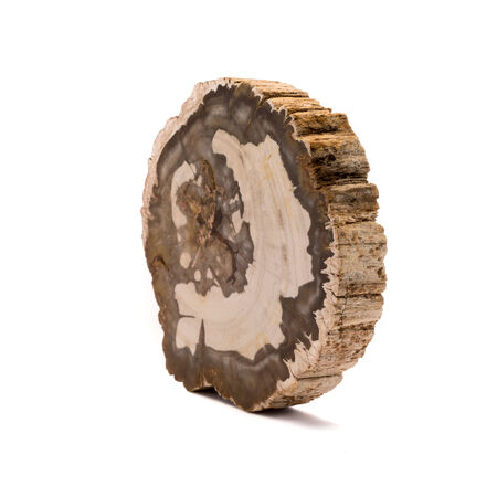 A slice of petrified wood found in Madagascar  Isolated on a white background の写真素材