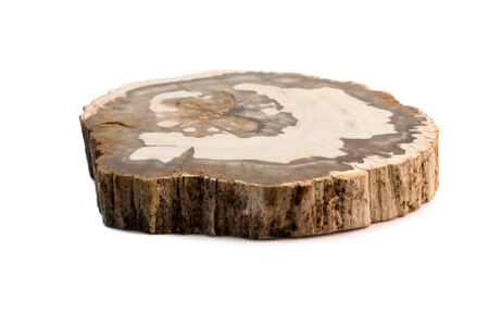 A slice of petrified wood Isolated on a white background の写真素材