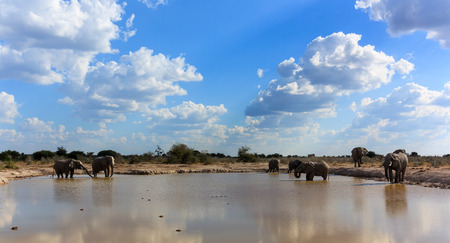 Large herd of elephants gathering a pool to drink, bath and get muddy の写真素材