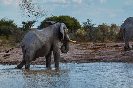Elephant throwing dirt out a water hole on his body の写真素材