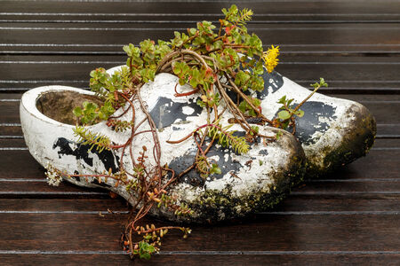 Old Dutch wooden shoes, traditional farmer shoes, are now used as a flowerpot.の写真素材