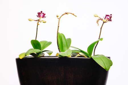 Three orchid plants in a potの写真素材