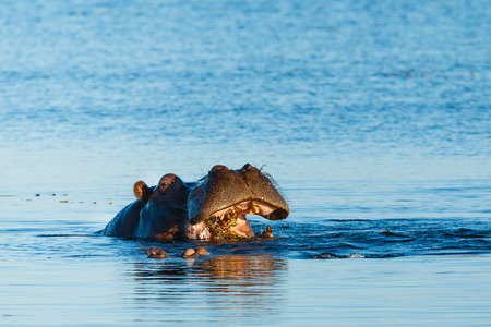 Close up of hippo eating in river at the same time at sundown. Chobe, Botswana, Africa.の写真素材
