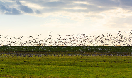 Goose flying away at sunset, The Netherlands, Europe.の写真素材
