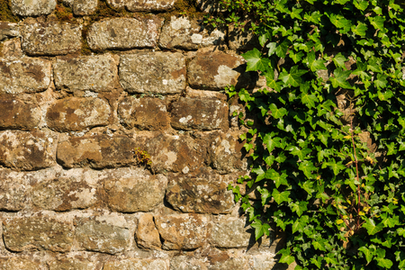 Rough wall with hedera plantの写真素材