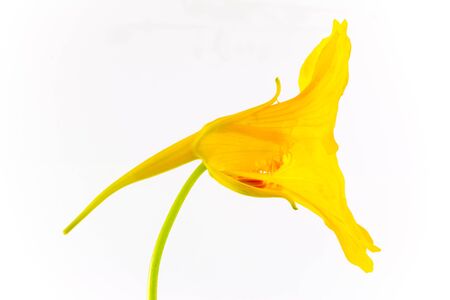 Nature's art close up view of yellow flowerの写真素材