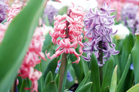 Pink and Purple Hyacinths 2021 Australia Canberra Floriadeの写真素材