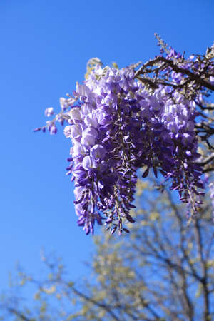 wisteria purple flowers in Belconnen ACT Australiaの写真素材