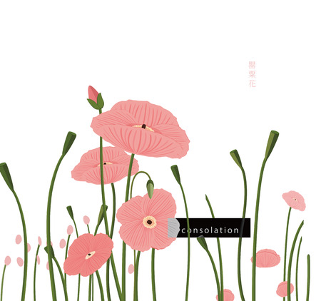 The poppy flower, symbolizes consolation and fertility.のイラスト素材