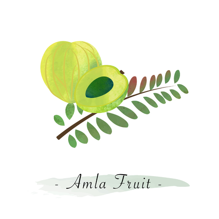 Colorful watercolor texture vector healthy amla fruitのイラスト素材