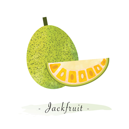 Colorful watercolor texture vector healthy fruit jackfruitのイラスト素材