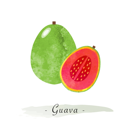 Colorful watercolor texture vector healthy fruit guavaのイラスト素材