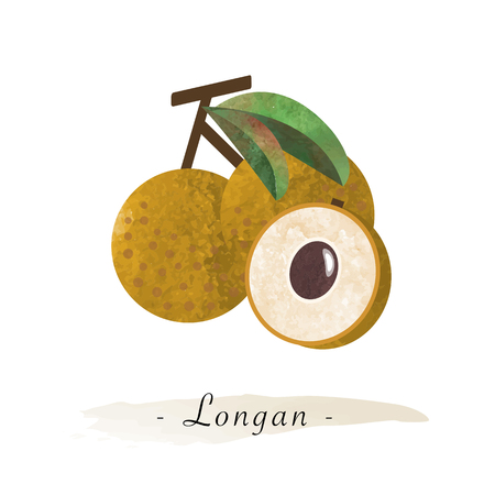 Colorful watercolor texture vector healthy fruit longanのイラスト素材