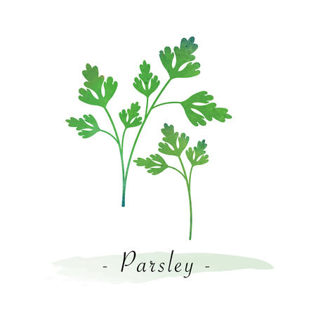 Colorful watercolor texture vector healthy vegetable parsleyのイラスト素材
