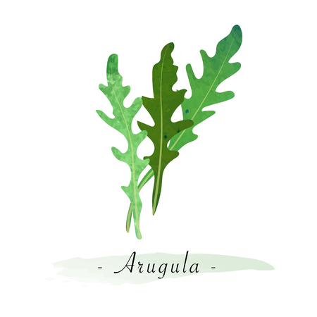 Colorful watercolor texture vector healthy vegetable arugulaのイラスト素材