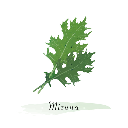 Colorful watercolor texture vector healthy vegetable mizunaのイラスト素材