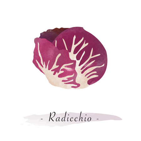 Colorful watercolor texture vector healthy vegetable radicchioのイラスト素材