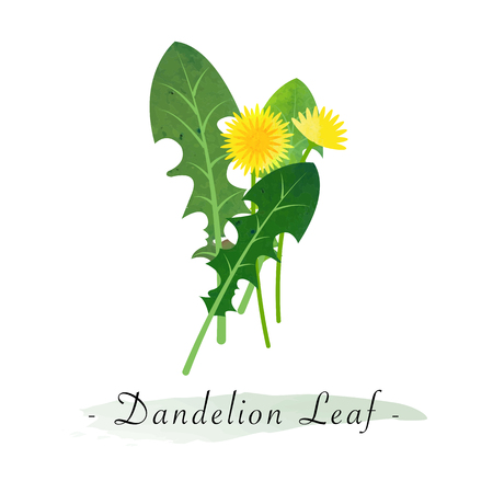 Colorful watercolor texture vector healthy vegetable dandelion leaf flowerのイラスト素材
