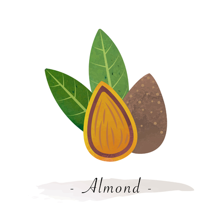 Colorful watercolor texture vector healthy vegetable almondのイラスト素材