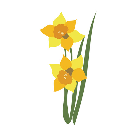 Nature flower daffodil, vector botanic garden floral leaf plant.のイラスト素材