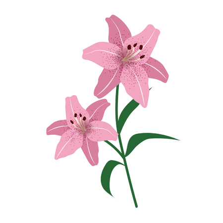 Nature flower pink lily, vector botanic garden floral leaf plant.のイラスト素材