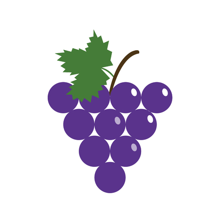 Healthy organic fruit purple grape, colorful tropical nature fresh fruit objects.のイラスト素材