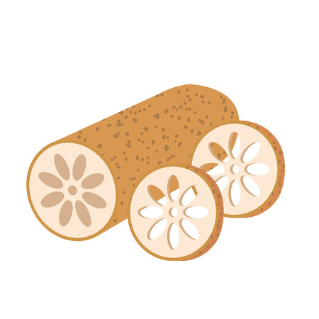 Nature organic vegetable Lotus root, healthy vector colorful food vegetable spice ingredient.のイラスト素材
