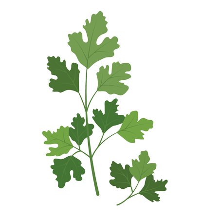 Nature organic vegetable Cilantro coriander, healthy vector colorful food vegetable spice ingredient.のイラスト素材
