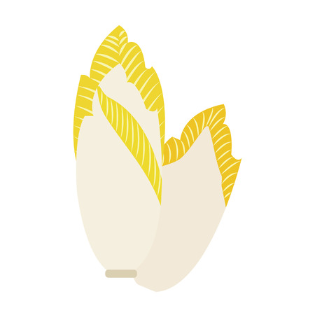 Nature organic vegetable Witloof chicory, healthy vector colorful food vegetable spice ingredient.のイラスト素材