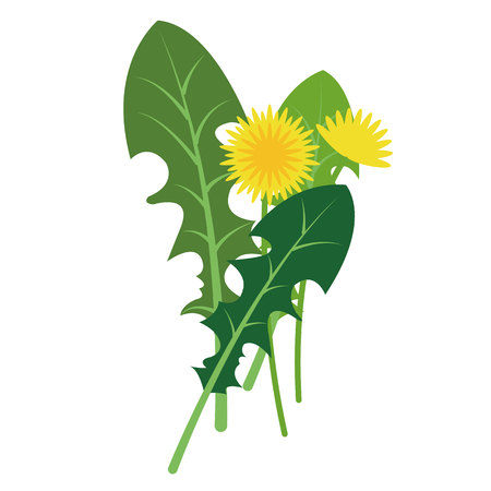 Nature organic vegetable Dandelion leaf, healthy vector colorful food vegetable spice ingredient.のイラスト素材