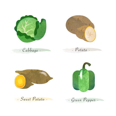 Watercolor healthy nature organic plant vegetable food ingredient cabbage potato sweet potato green pepperのイラスト素材