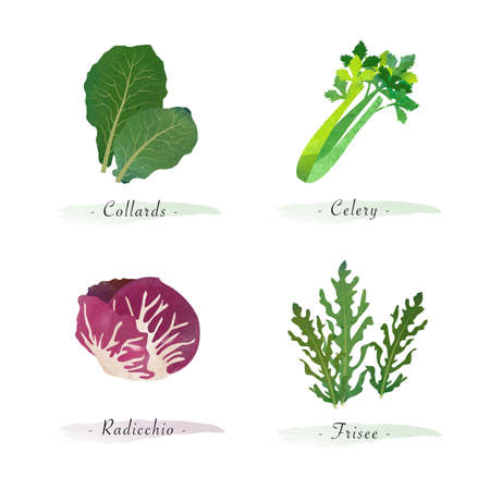 Watercolor healthy nature organic plant vegetable food ingredient collards celery radicchio friseeのイラスト素材