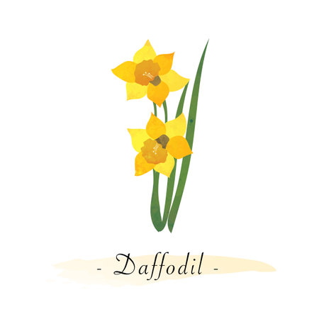 Colorful watercolor texture vector botanic garden flower daffodilのイラスト素材