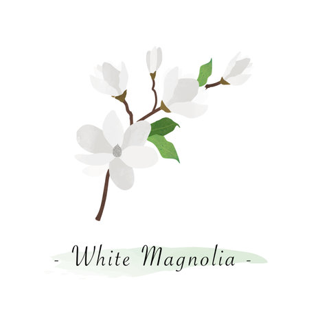 Colorful watercolor texture vector botanic garden flower white magnoliaのイラスト素材