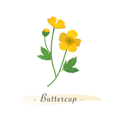 Colorful watercolor texture vector botanic garden flower buttercupのイラスト素材