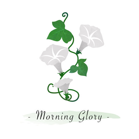 Colorful watercolor texture vector botanic garden flower white morning gloryのイラスト素材