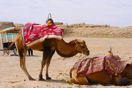 Landscape view of Dachaidan Wusute Water Yadan Geological park and camel in Qinghai Chinaの写真素材