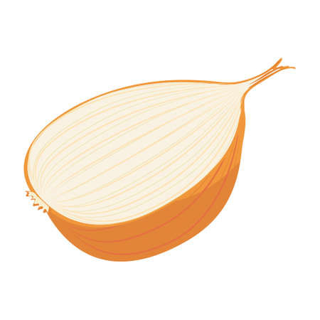 food vegetable sliced onionのイラスト素材