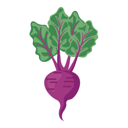 vegetable beetのイラスト素材