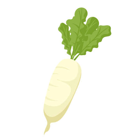 Food vegetable daikon raddishのイラスト素材