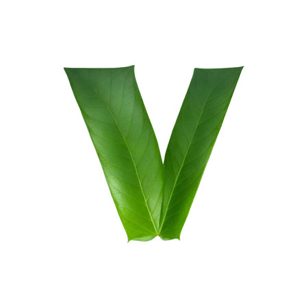 Green leaf typography text design lowercase alphabet vの素材