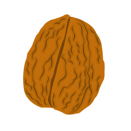 Nature food nuts walnut cartoon vector isolated illustrationのイラスト素材