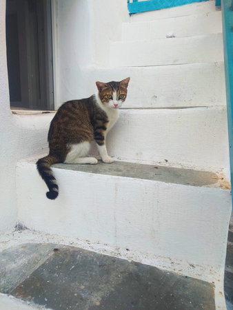 Cat Sitting on White Steps in Mykonos Greeceの写真素材