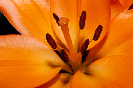 Vibrant orange lily in bloom macro, highlighting the reproductive structure of the flower.